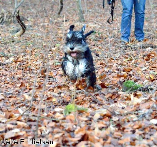 Dvaergschnauzer Qualificas Lauritz De Luxe billede 26