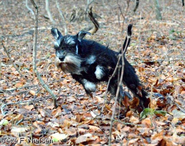 Dvaergschnauzer Qualificas Lauritz De Luxe - Leg i skoven:) billede 27