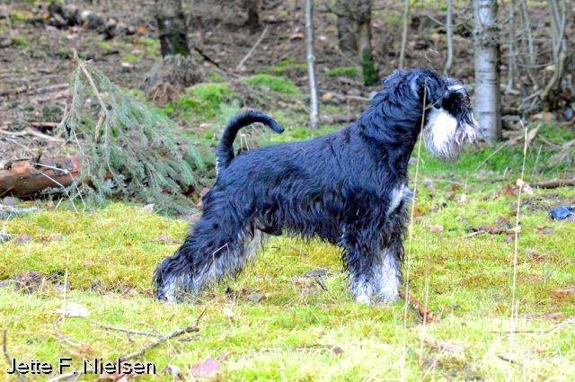 Dvaergschnauzer Qualificas Lauritz De Luxe - Smukke smukke Lauritz billede 29