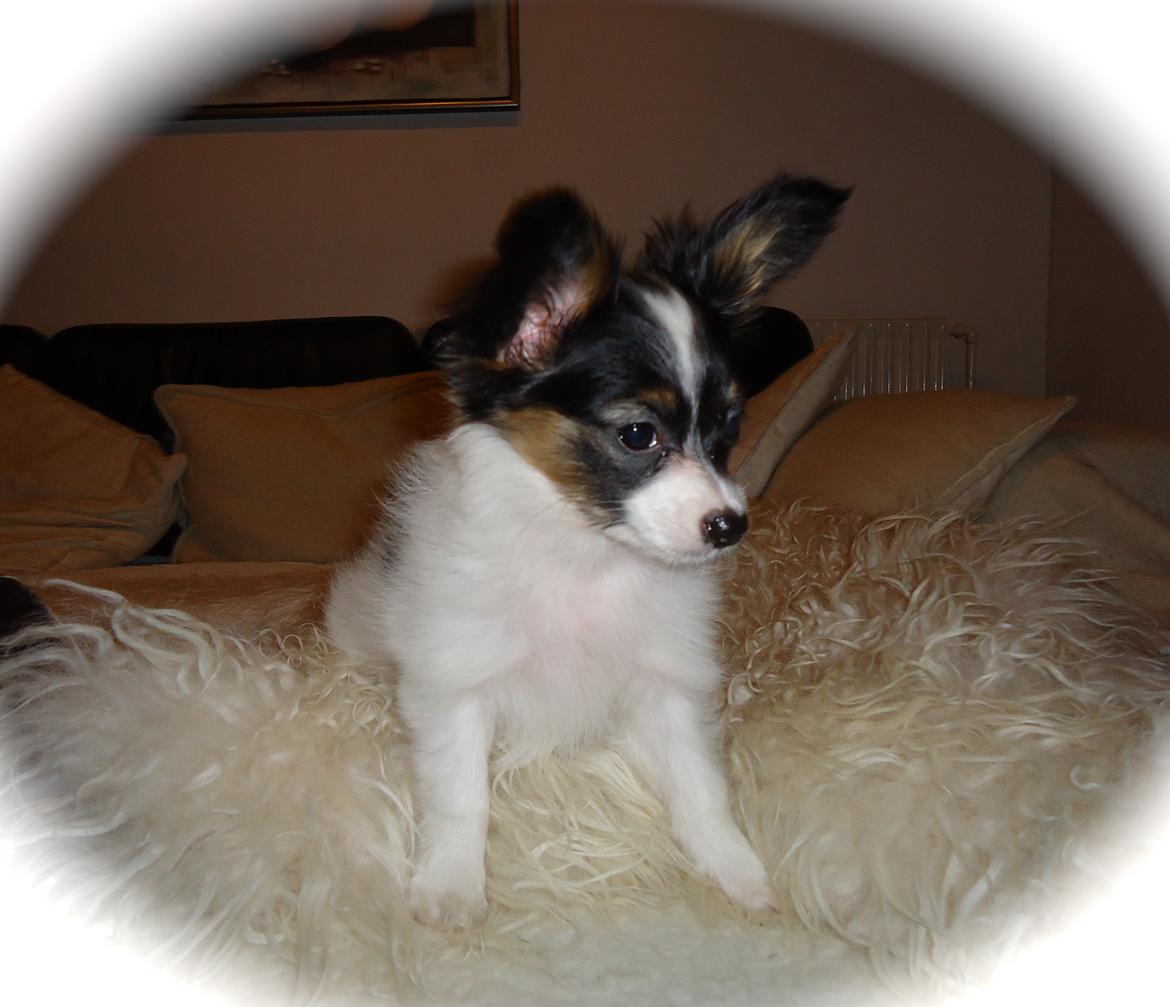 Papillon Flowerbirds Zia Be My Beauty - Zia <3 billede 33