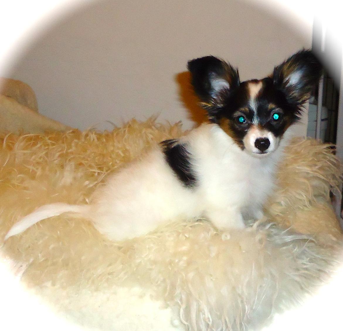 Papillon Flowerbirds Zia Be My Beauty - :-) billede 22