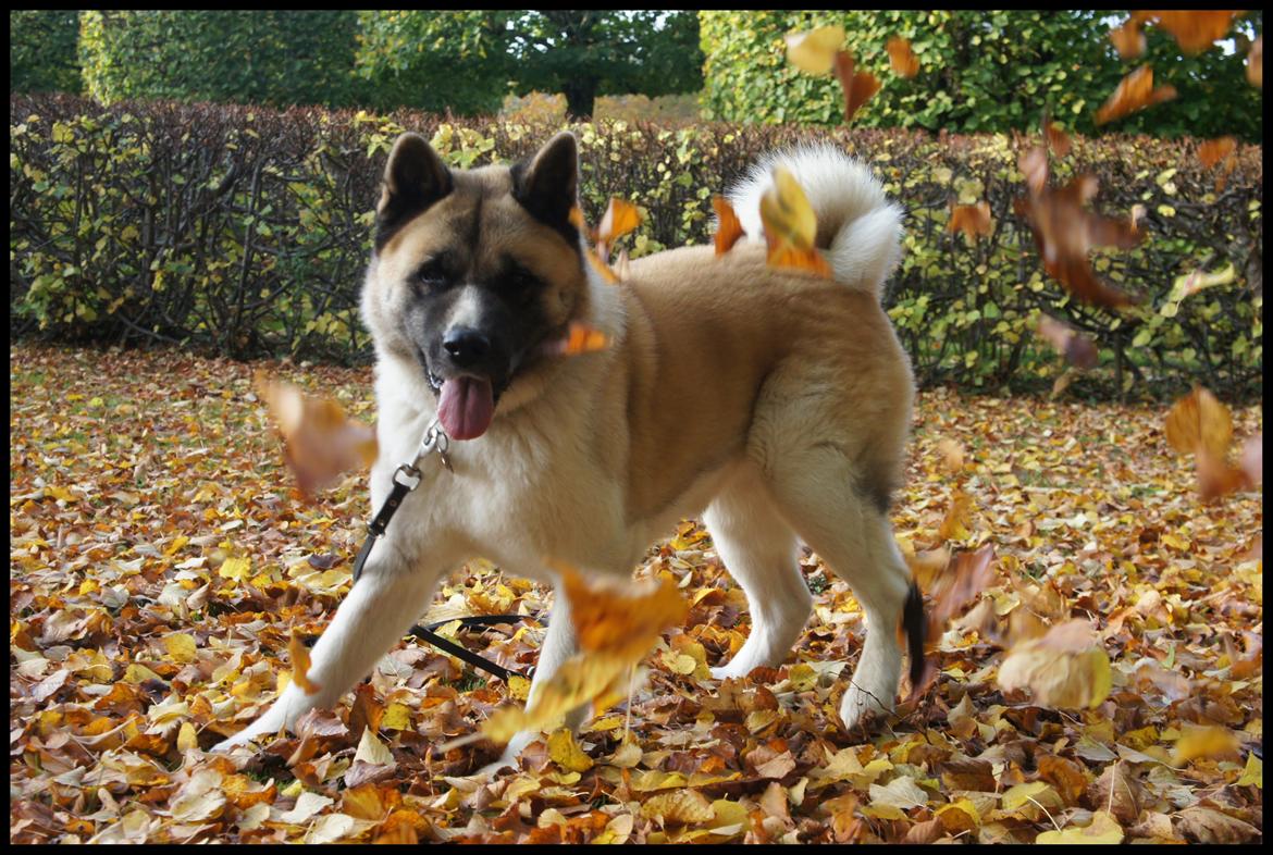 American Akita Senseo When I grow up *Fiona* billede 17