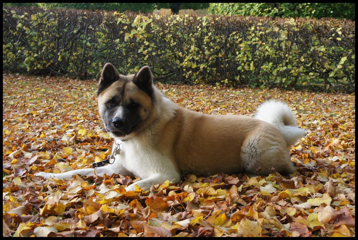 American Akita Senseo When I grow up *Fiona* billede 1