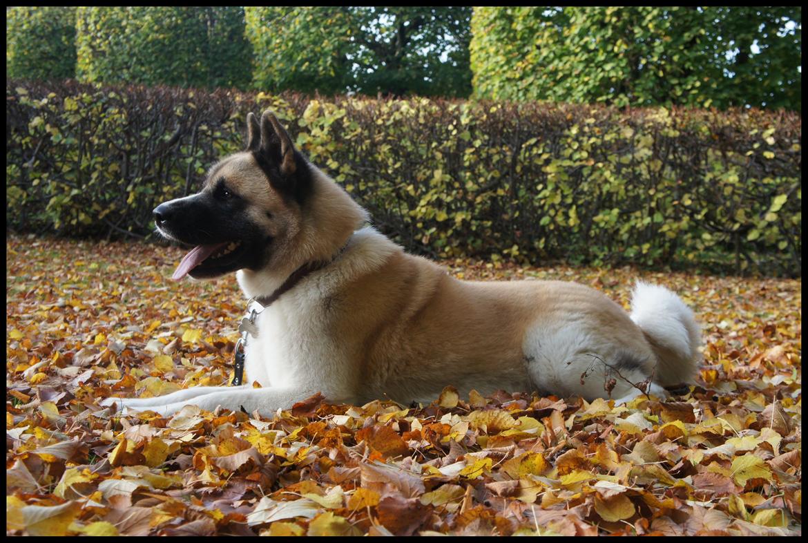 American Akita Senseo When I grow up *Fiona* billede 18