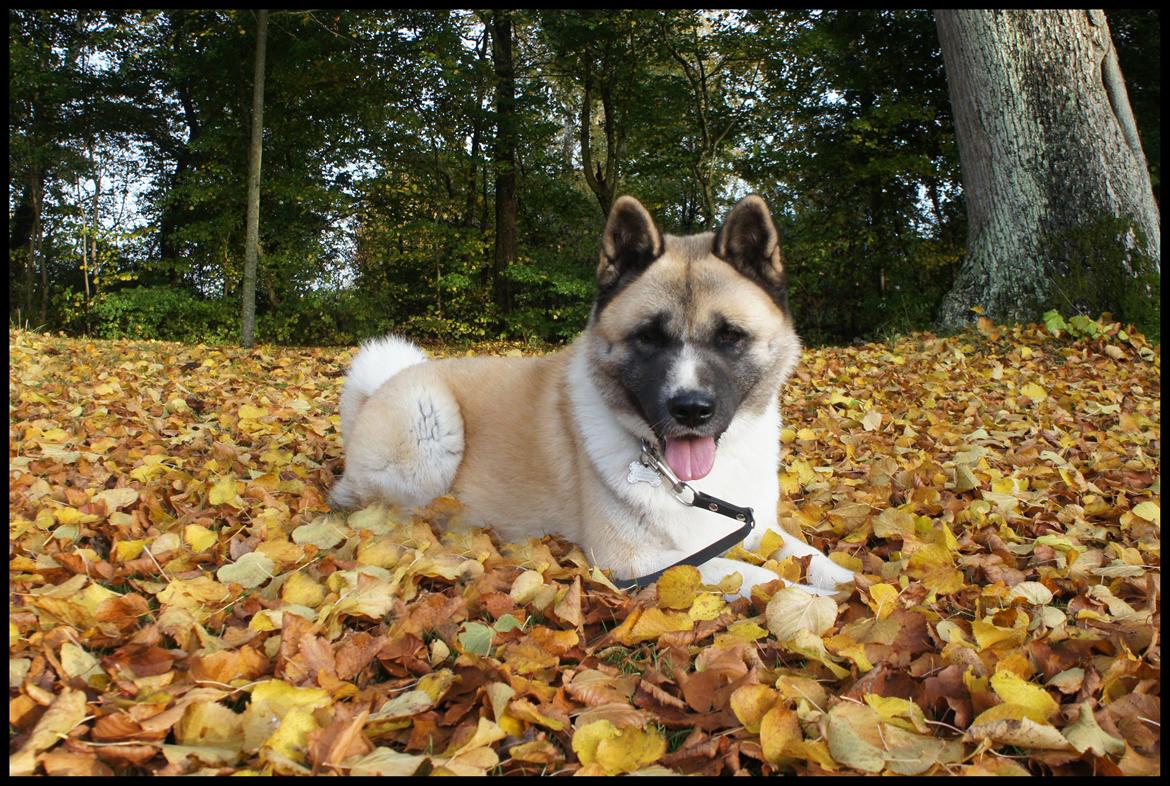 American Akita Senseo When I grow up *Fiona* billede 19