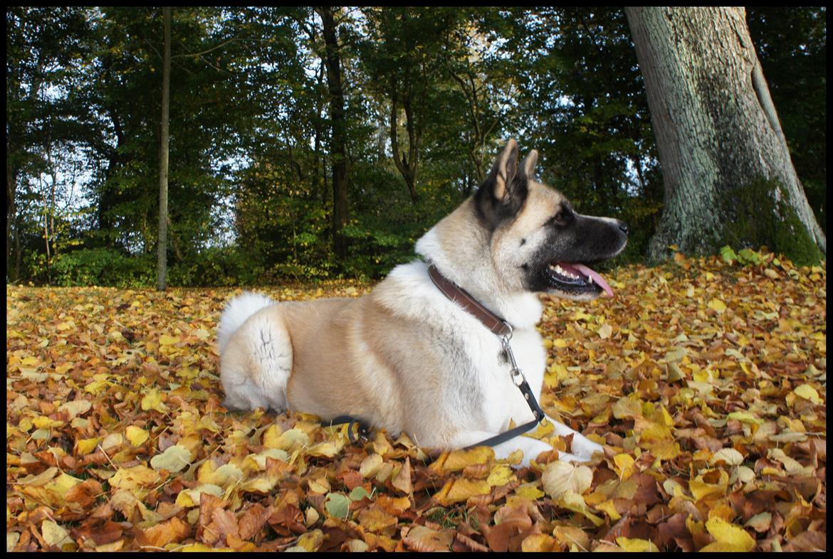 American Akita Senseo When I grow up *Fiona* billede 20