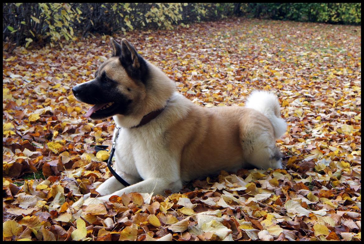 American Akita Senseo When I grow up *Fiona* billede 21