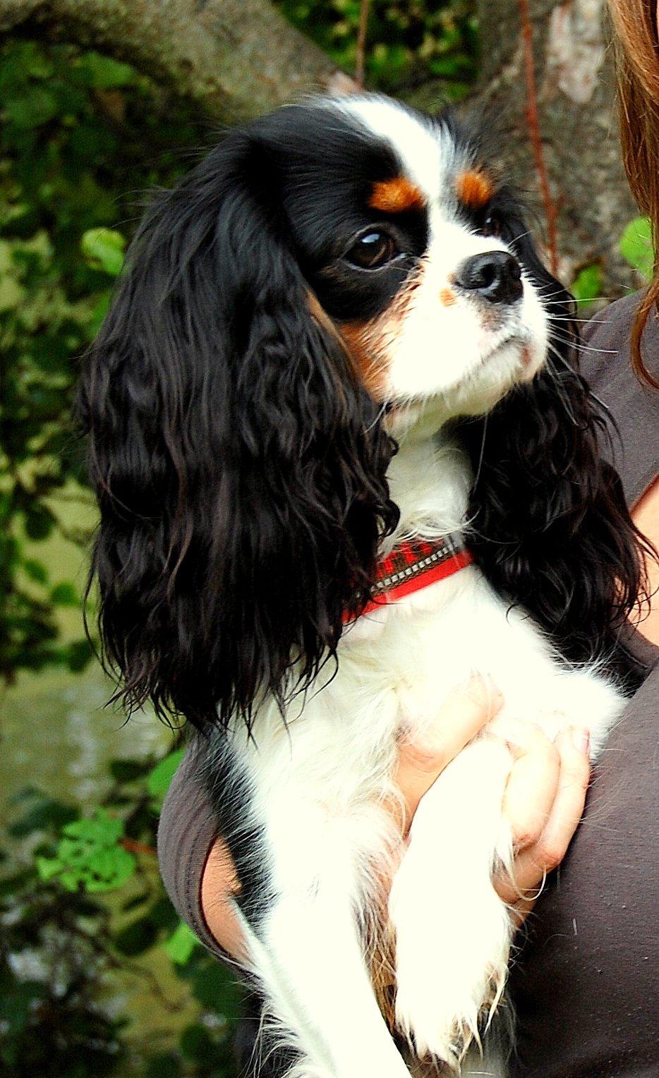 Cavalier king charles spaniel Aya - Aya 16 måneder <3 billede 12