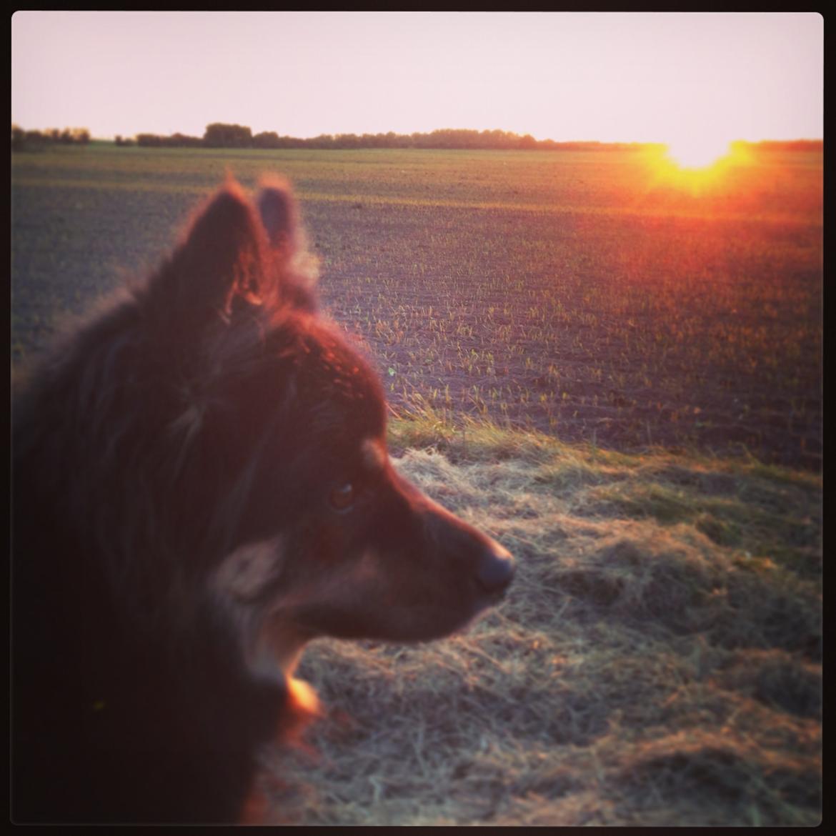 Finsk lapphund Kello Ayla billede 39