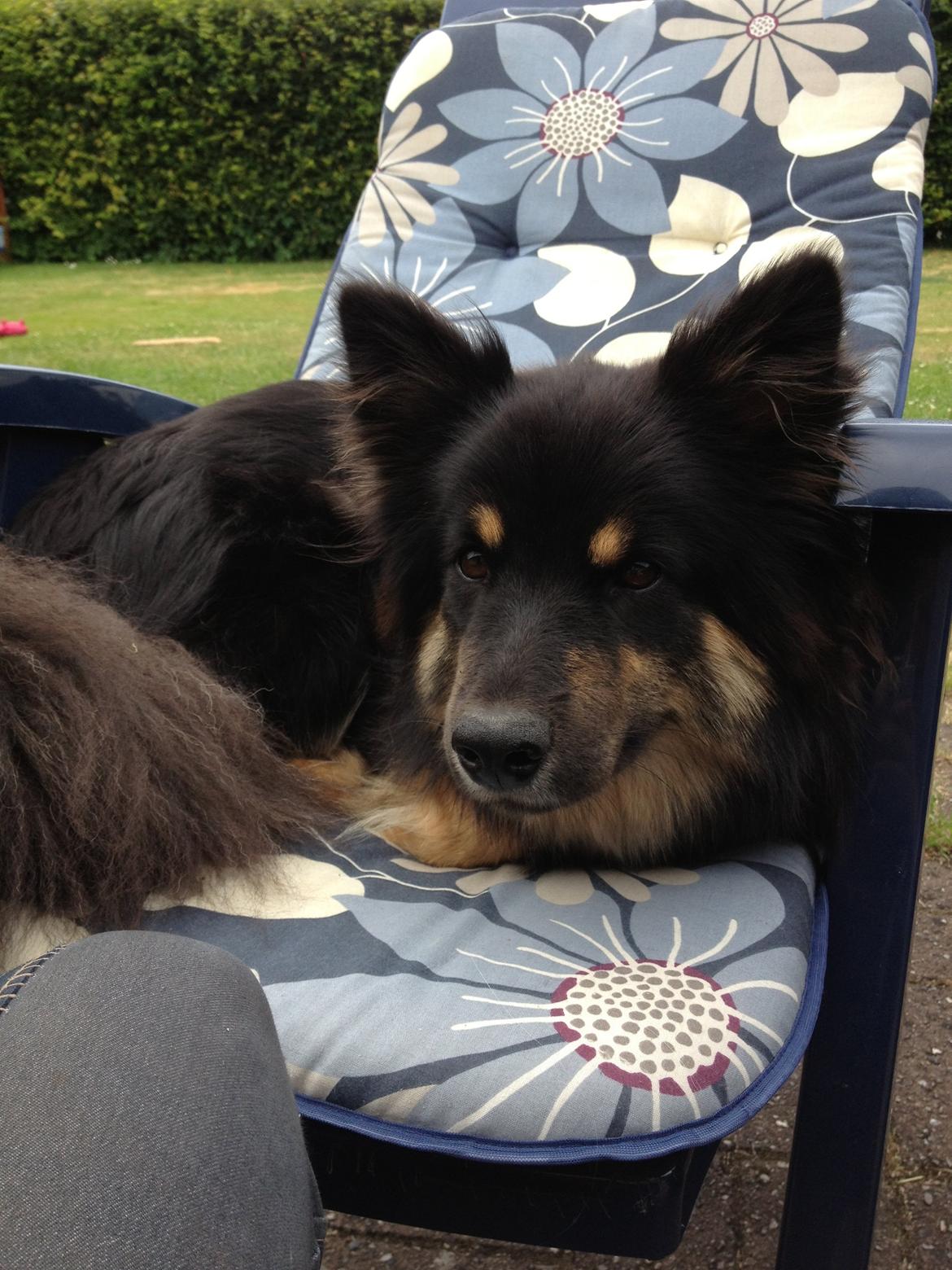 Finsk lapphund Kello Ayla - Somme hygge <3 billede 40