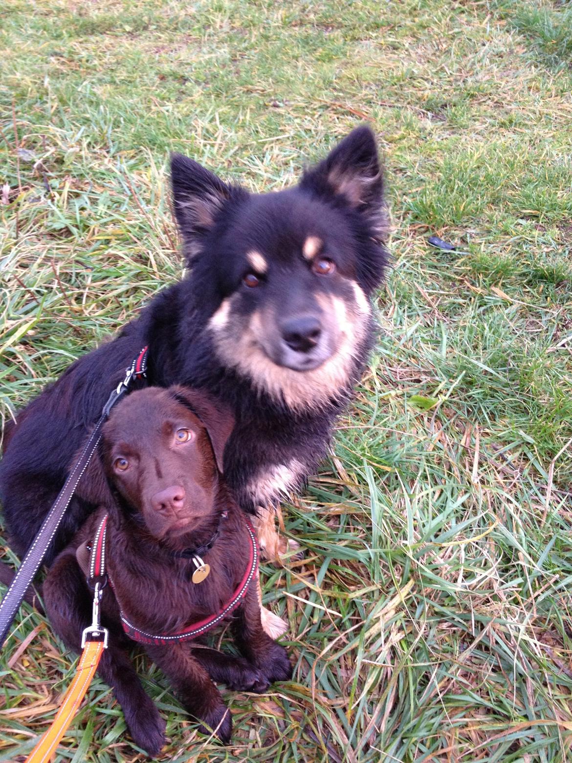 Finsk lapphund Kello Ayla - Ayla og hendes nye gode ven, Cocio. billede 41