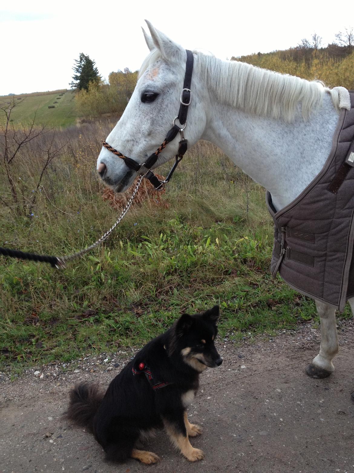 Finsk lapphund Kello Ayla - De bedste tøser <3 billede 44