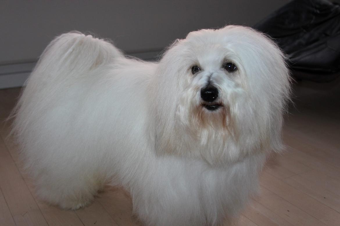 Coton de tulear BBB Chief Chingu billede 6