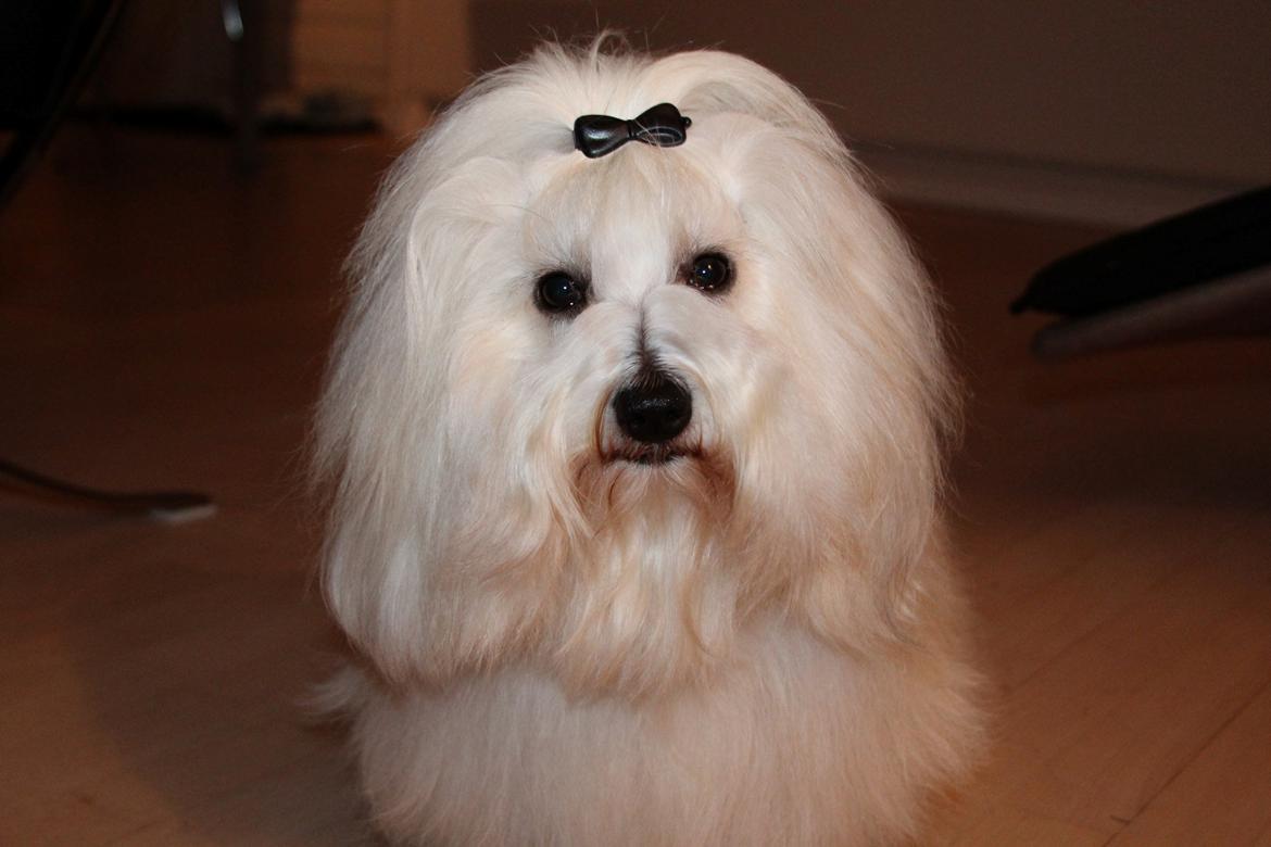 Coton de tulear BBB Chief Chingu billede 7