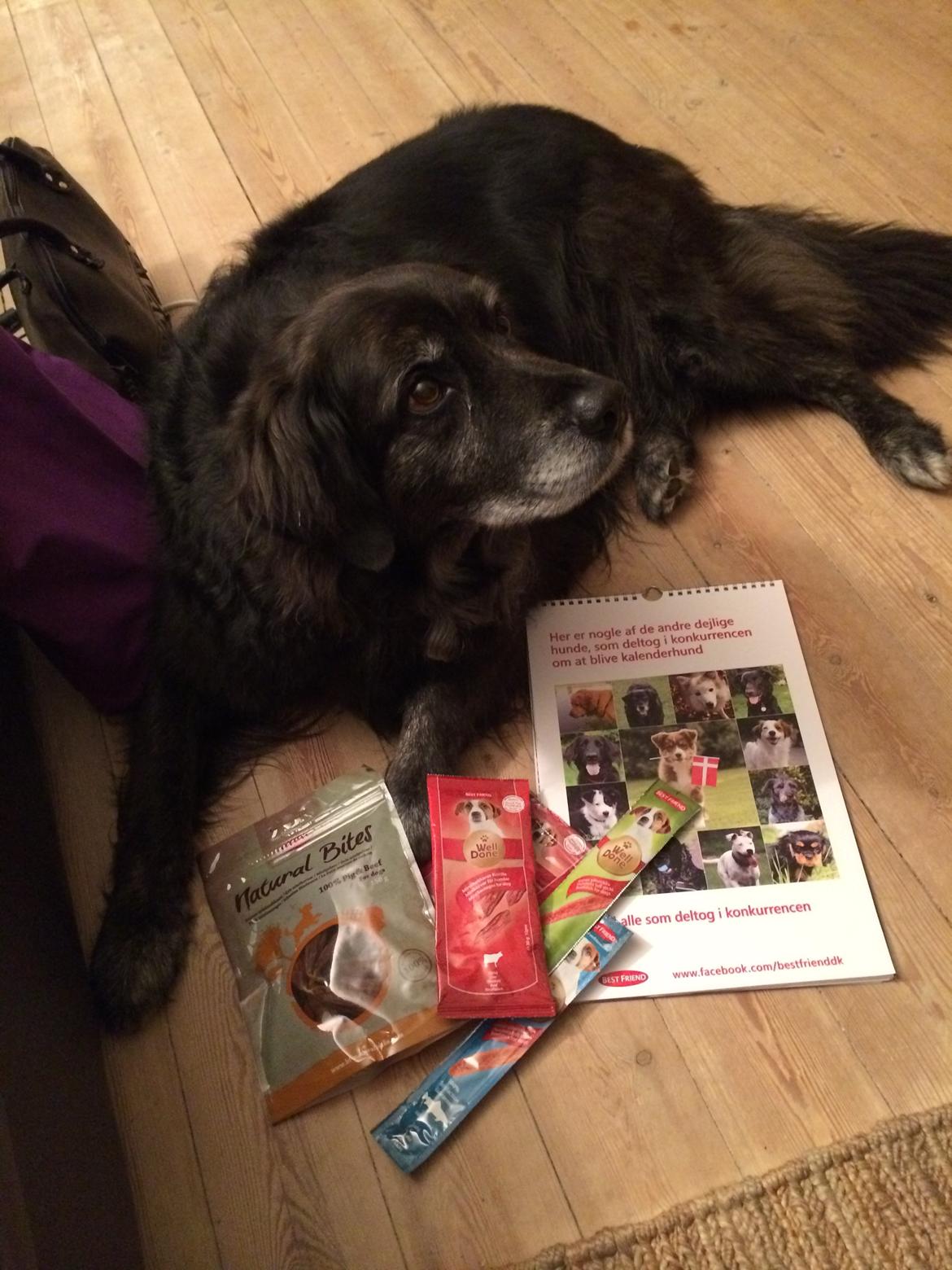 Blanding af racer Balto - Balto vandt Best Friend foto konkurrence, og kom med i Best Friend 2014 kalender. Nov. 2013... 

Foto: Sarah  billede 12