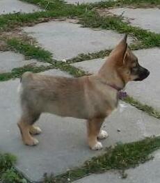 Västgötaspids Gaia R. I. P billede 16