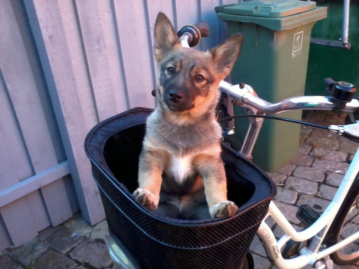 Västgötaspids Gaia R. I. P - På vej til hundetræning billede 17