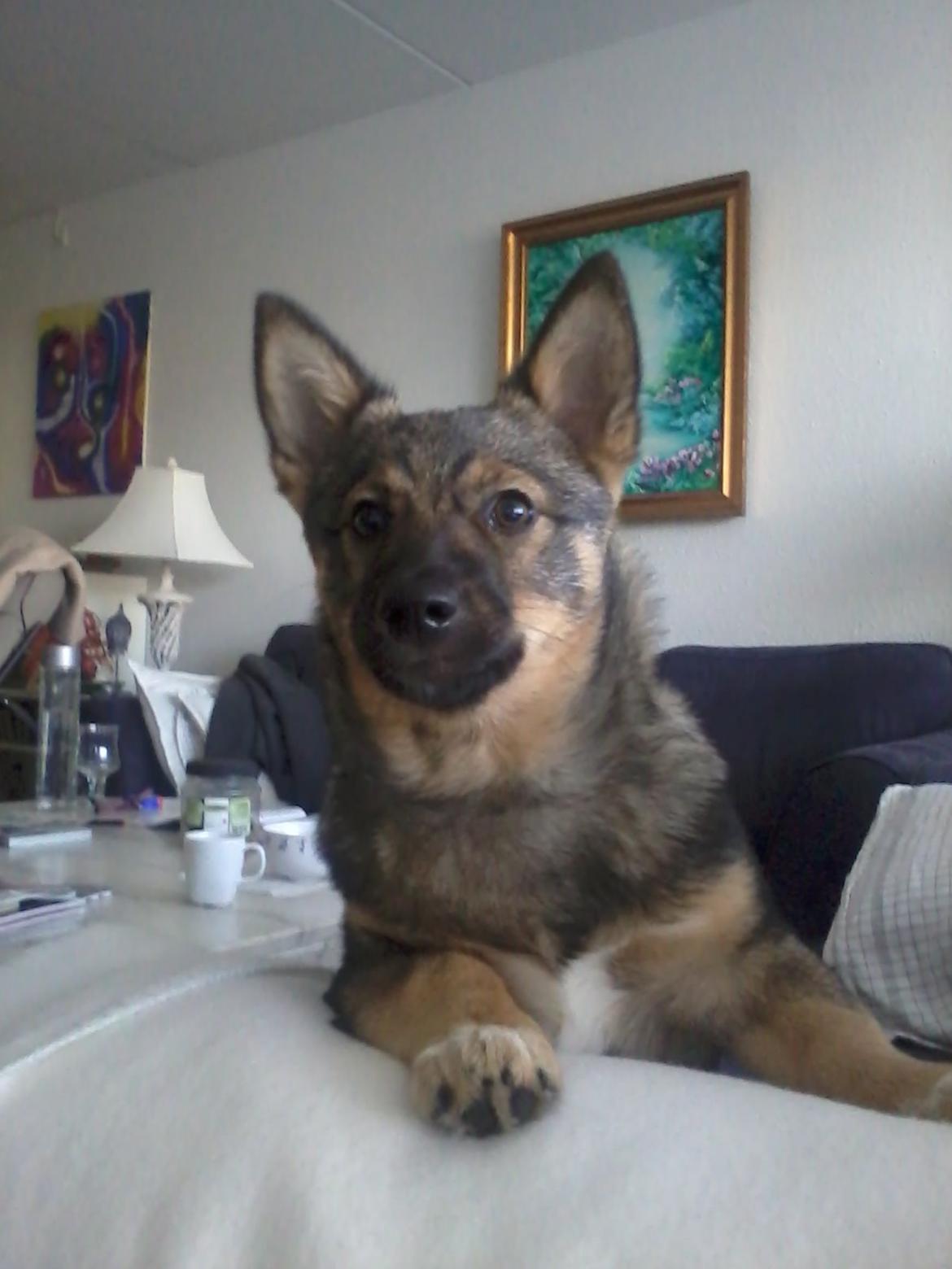 Västgötaspids Gaia R. I. P - 19 uger billede 18