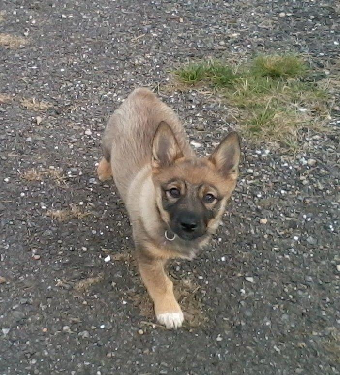 Västgötaspids Gaia R. I. P billede 19