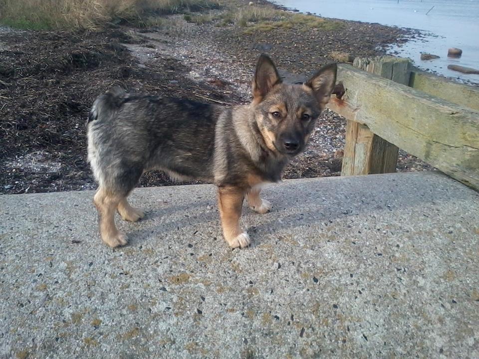 Västgötaspids Gaia R. I. P billede 20