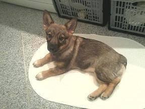 Västgötaspids Gaia R. I. P billede 21