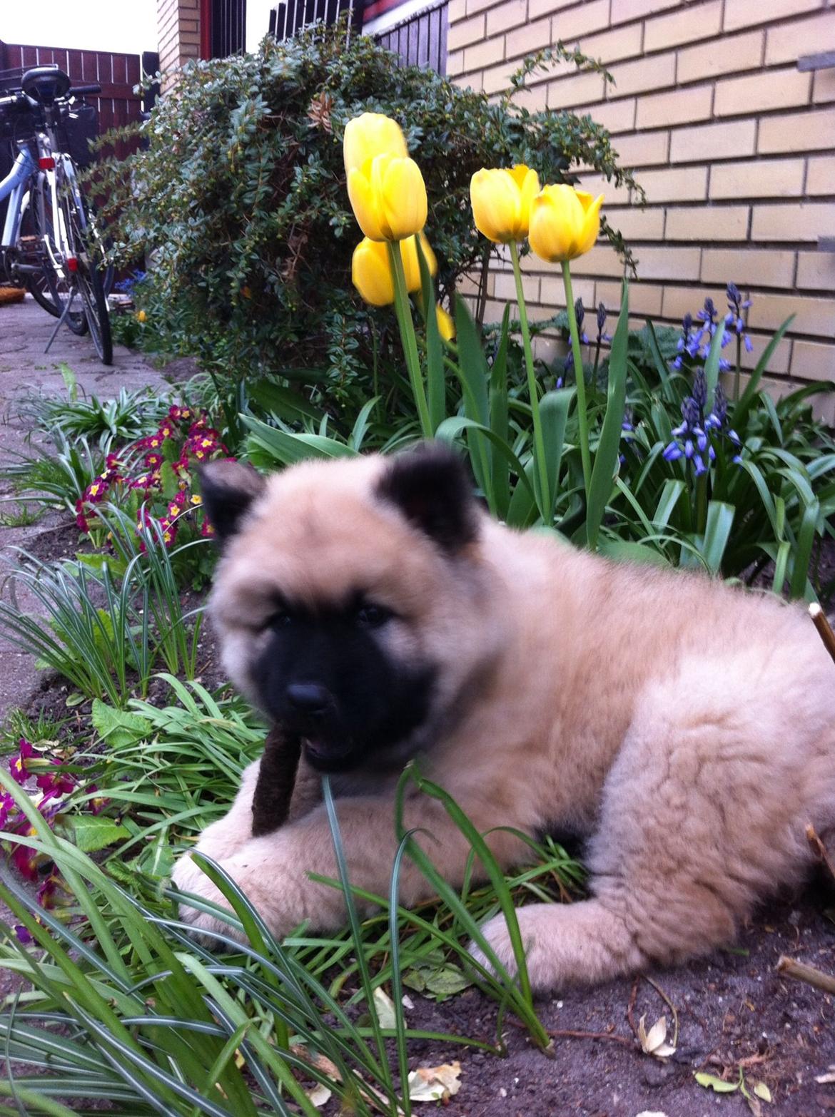 Eurasier Cato / Skovagergaards Jello - Cato ca. 9 uger her og elsker at ligge oven i vores blomster. Haven blev ret hurtig ret flad. billede 4