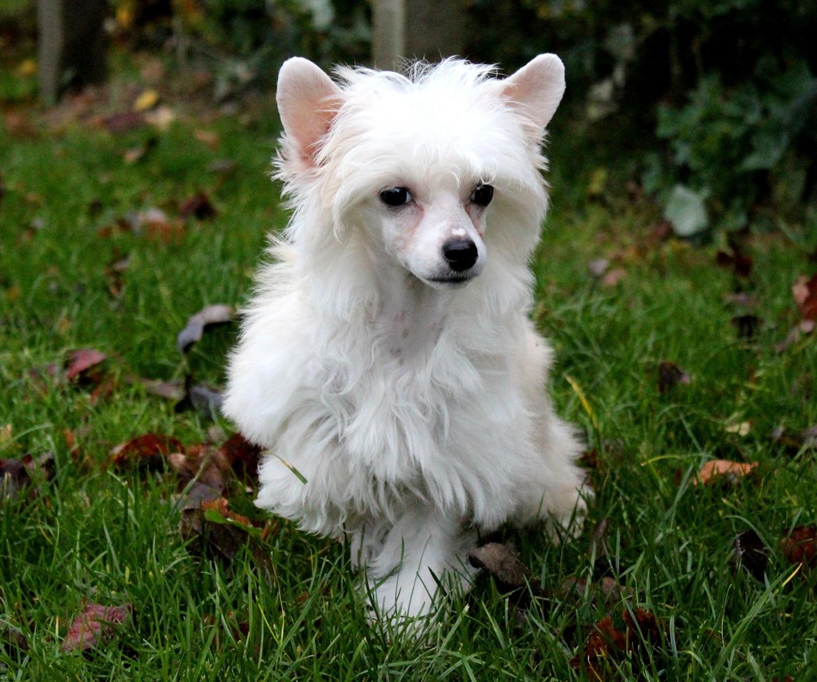 Chinese crested powder puff * LEXIE * - 13 uger billede 2