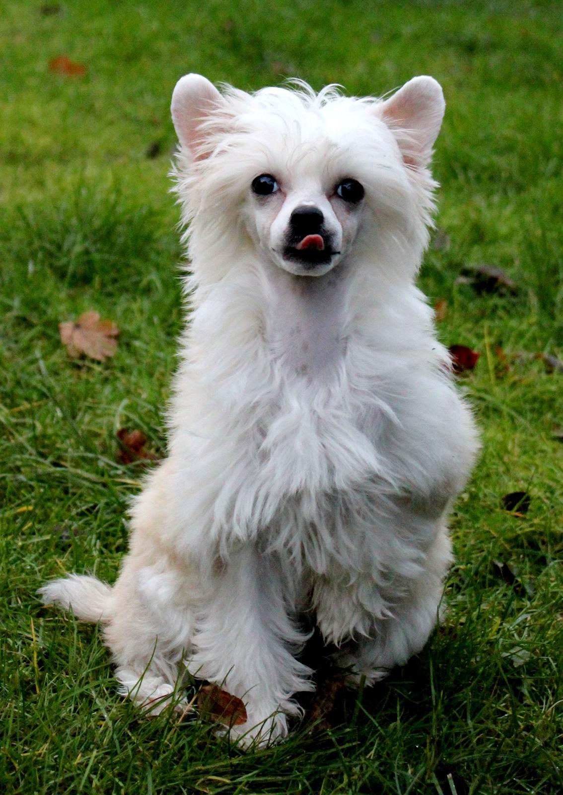 Chinese crested powder puff * LEXIE * - 13 uger billede 1