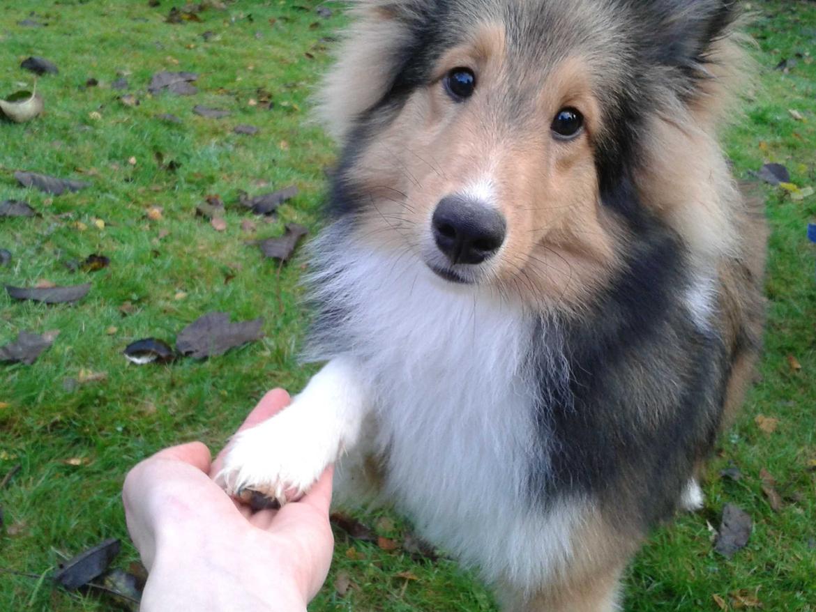 Shetland sheepdog Malik - Goddag, goddag! billede 6