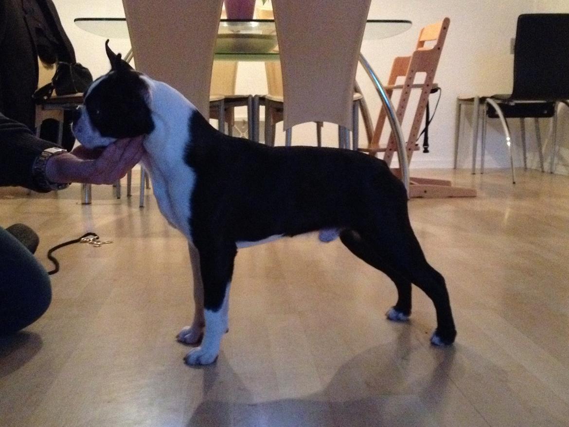 Boston terrier Multi-CH Westlund As Good As It Gets aka Pepsi billede 26