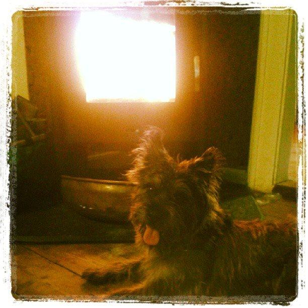 Cairn terrier Karlo billede 1