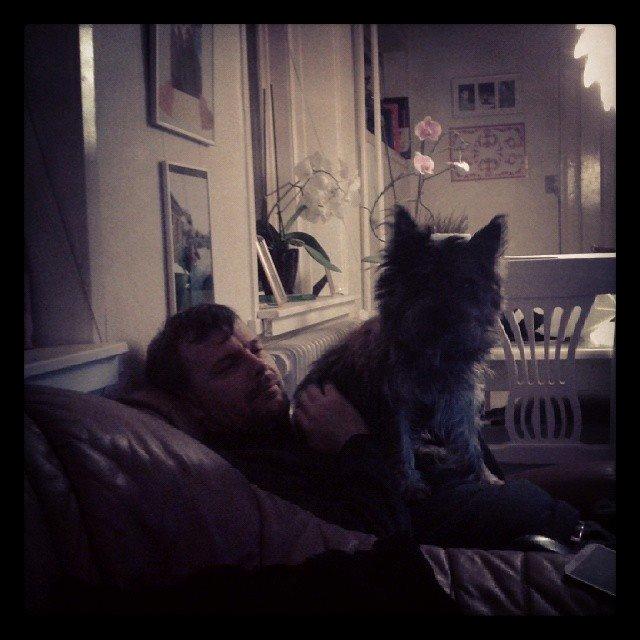 Cairn terrier Karlo billede 2