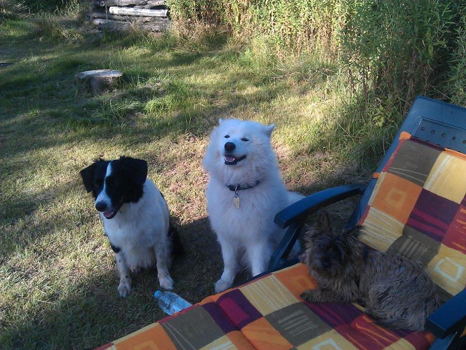 Cairn terrier Karlo billede 3