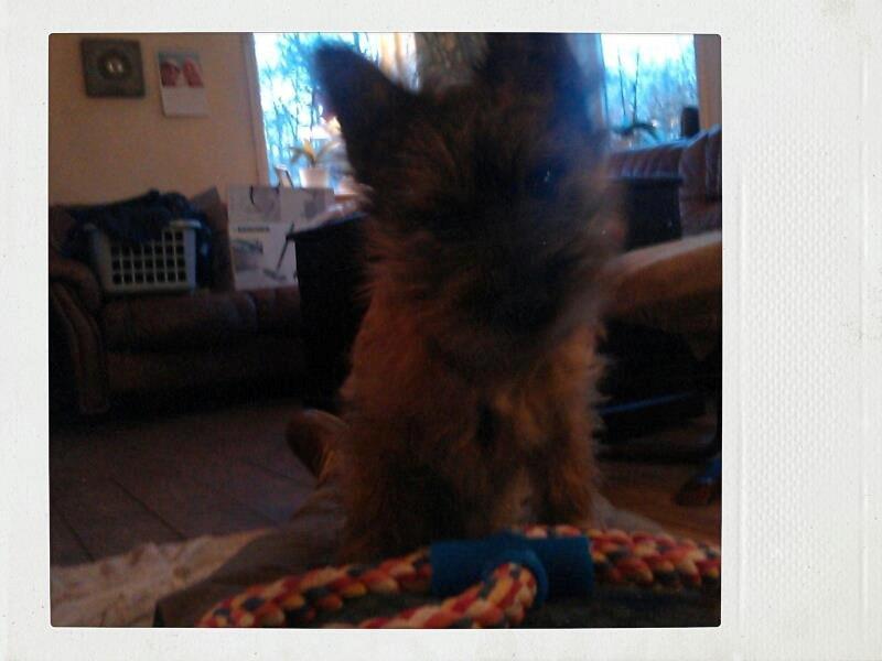 Cairn terrier Karlo billede 4