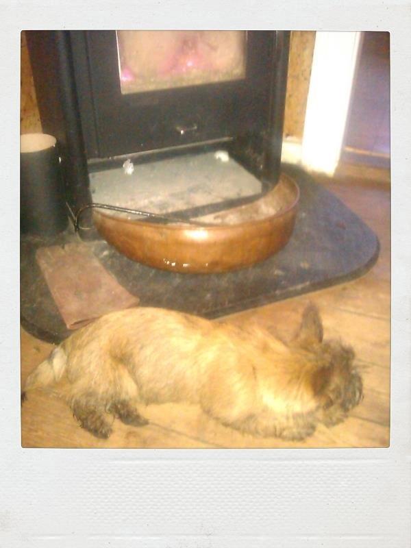 Cairn terrier Karlo billede 5