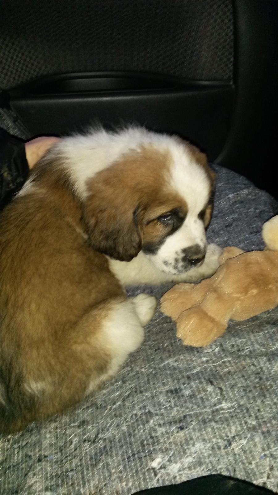 Blanding af racer Kenzo billede 10