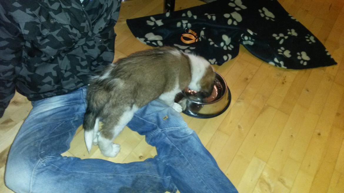 Blanding af racer Kenzo - "Jeg kan liiiige nå vandet" billede 14