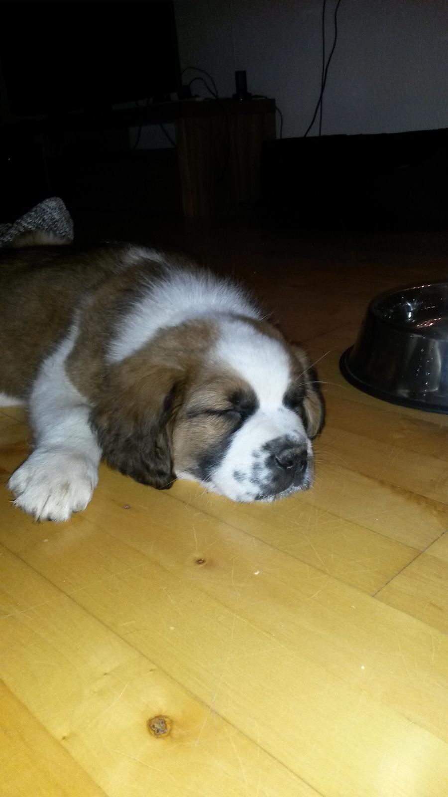 Blanding af racer Kenzo billede 16