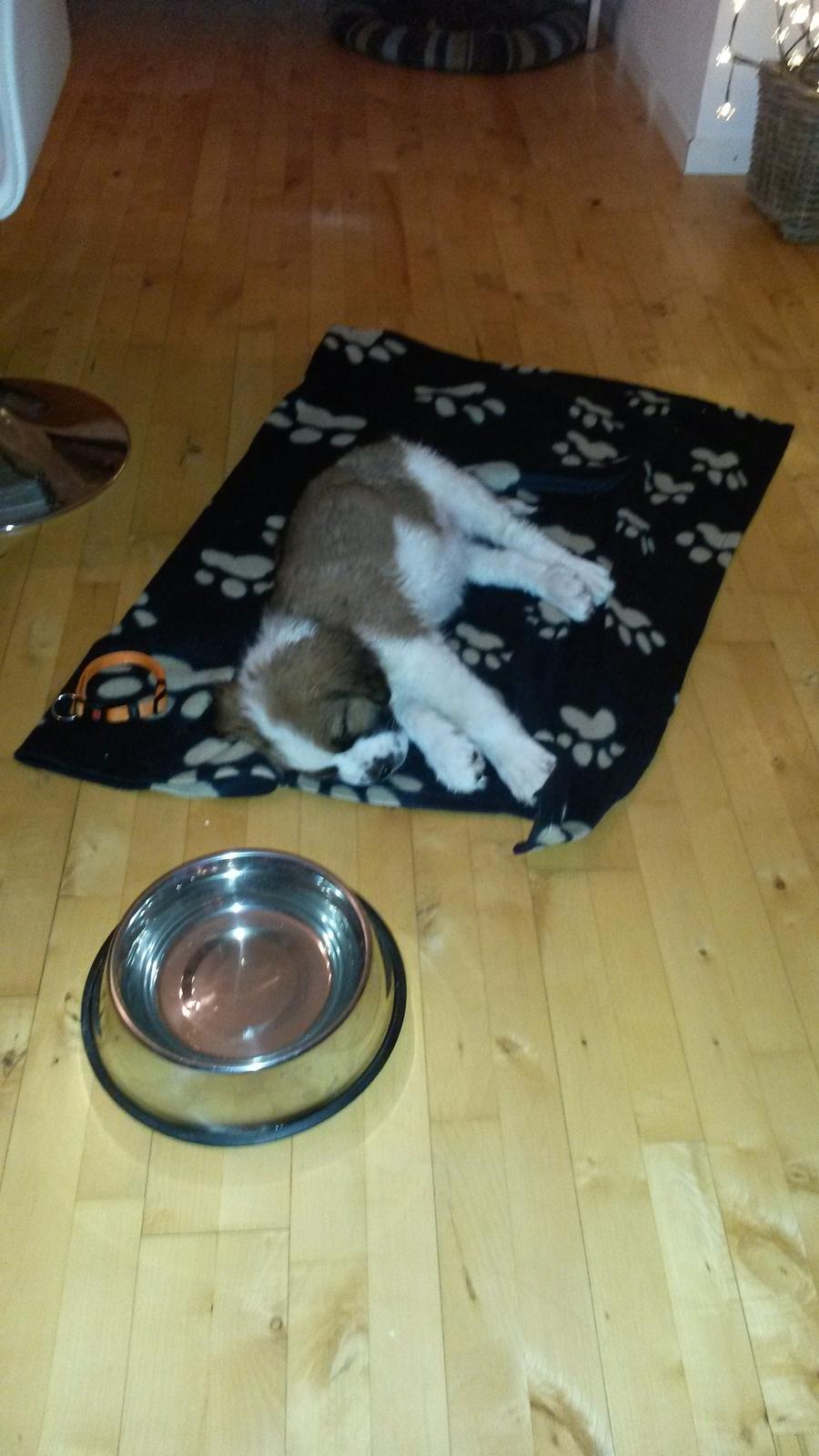 Blanding af racer Kenzo - Det er hårdt at være en lille ny hvalp <3 billede 17