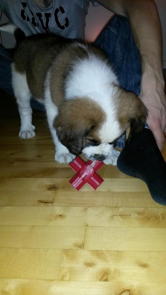 Blanding af racer Kenzo - Mmm legetøj med mad i :D billede 15