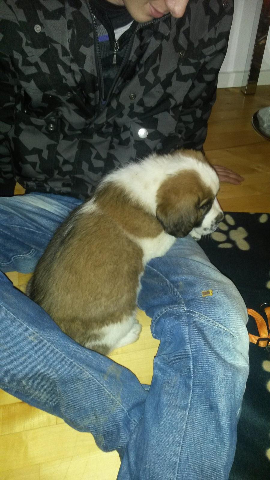 Blanding af racer Kenzo billede 12