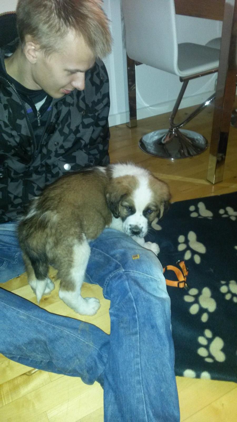 Blanding af racer Kenzo billede 13