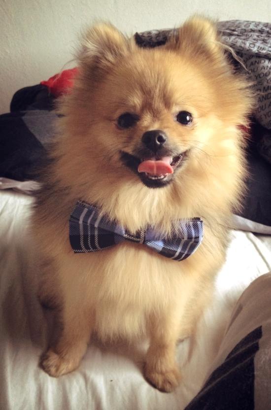 Pomeranian Dean - 7 måneder gammel - med butterfly :)! billede 4