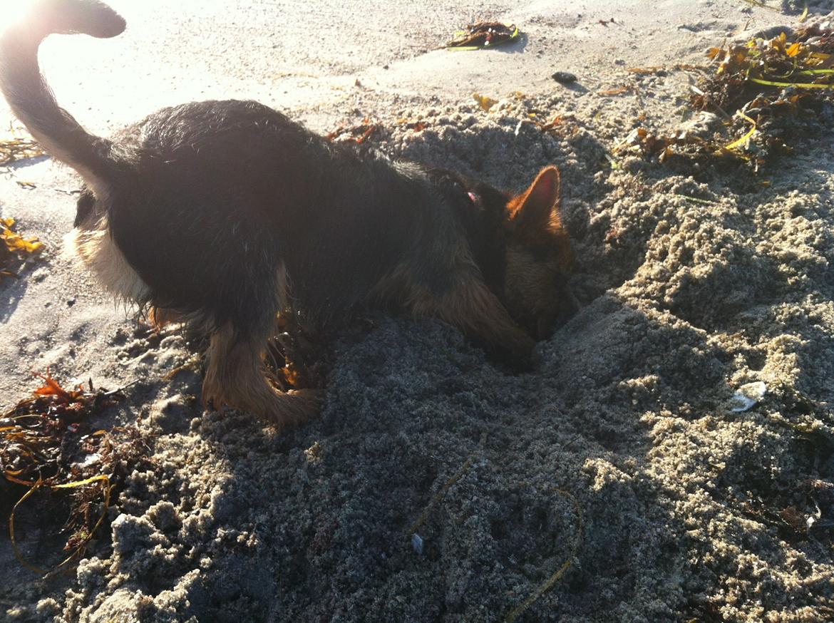 Australsk terrier Blue ayers chipper chum(Harvey) - han gemmer sig i hullet billede 14