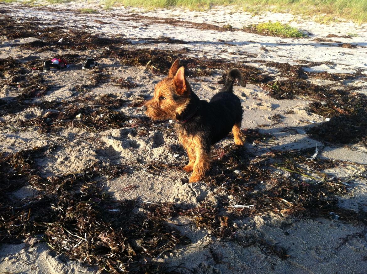 Australsk terrier Blue ayers chipper chum(Harvey) - første gang på stranden billede 16