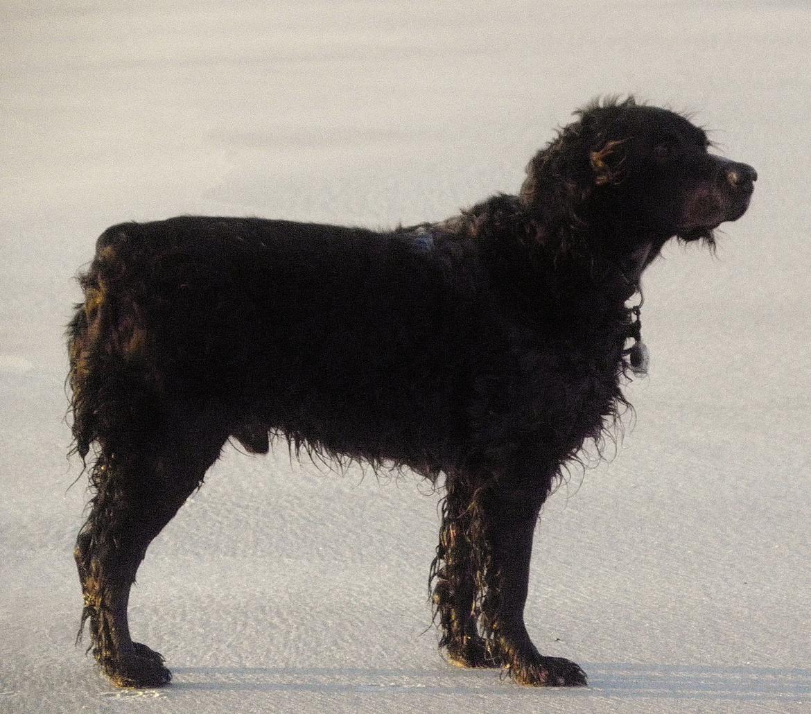 Breton Loke billede 20