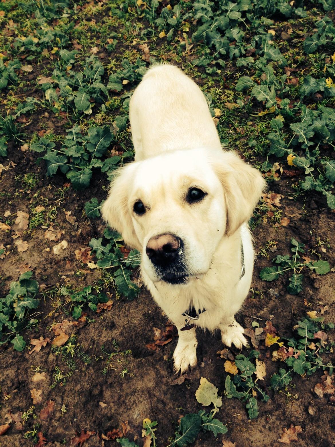 Golden retriever Bertha *Tricksdyret*<33 billede 16