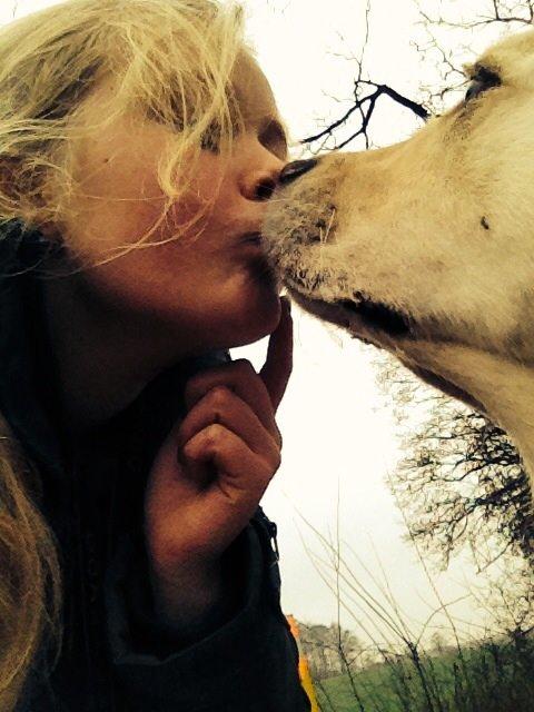 Golden retriever Bertha *Tricksdyret*<33 billede 17