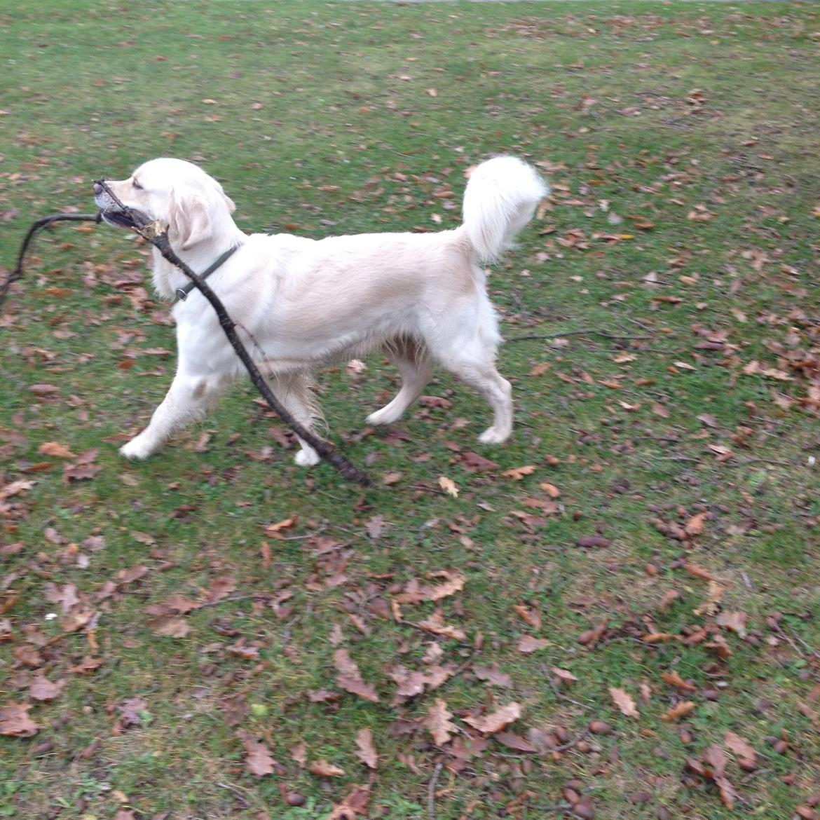 Golden retriever Bertha *Tricksdyret*<33 billede 19