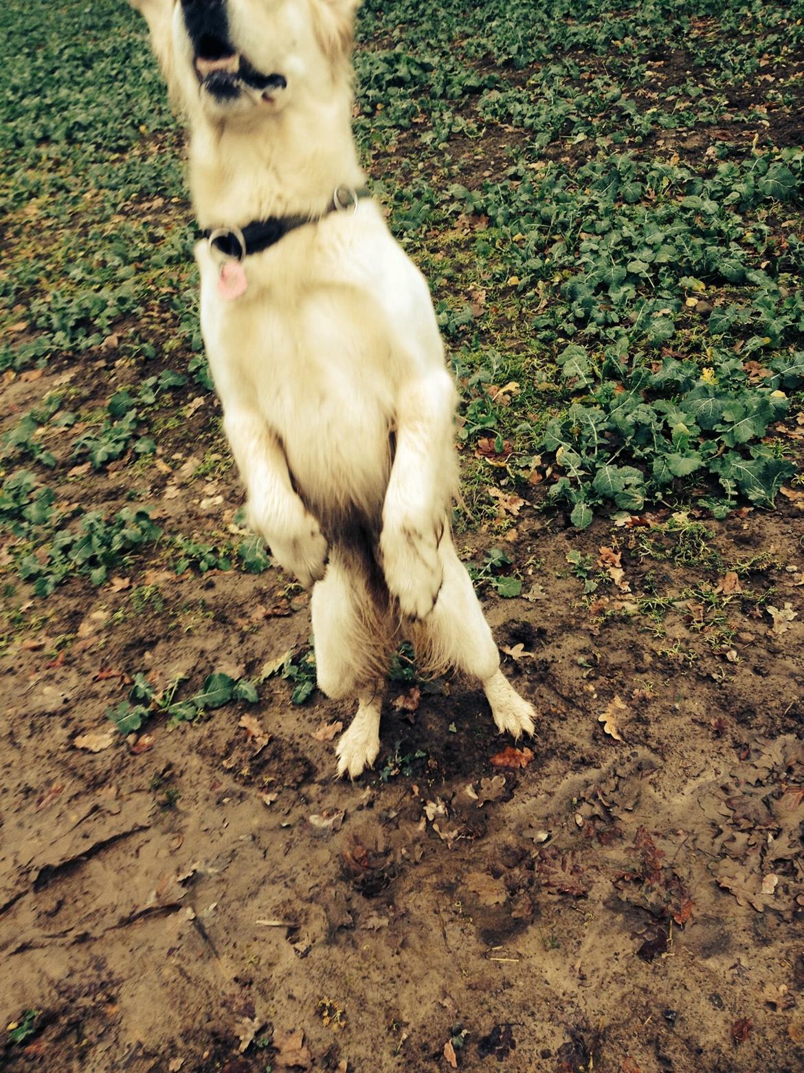 Golden retriever Bertha *Tricksdyret*<33 billede 18